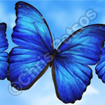blue morpho souvenir gift