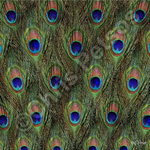 peacock souvenir gift products