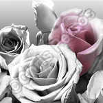 antique rose souvenir gift products