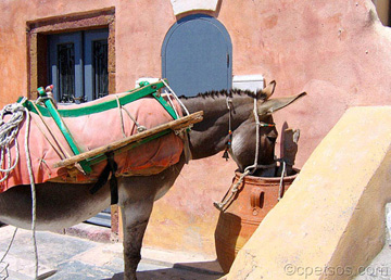 Oia donkey